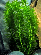 1 BUNCH ELODEA DENSA LIVE AQUARIUM AQUATIC PLANT TROPICAL-COLD WATER OXYGENATING