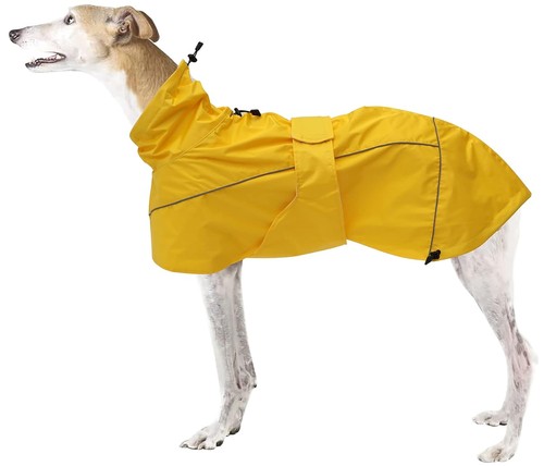 Morezi greyhound lurcher - greyhound,
