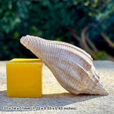 Volutospina luctator fossil gastropod - eocene barton beds, uk | genuine + coa