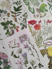Set Of 8 Vintage Botanical