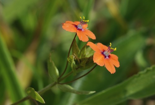 Scarlet pimpernel seeds - pimpernel, –