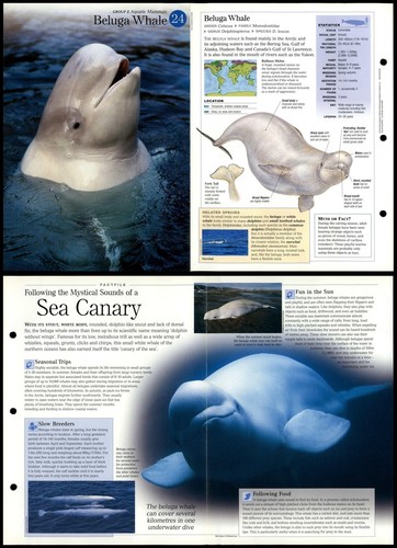 Beluga whale aquatic - #24,
