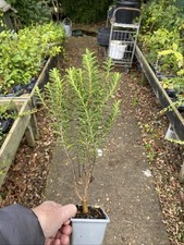 5 X Hebe Shrub Plants In Pots