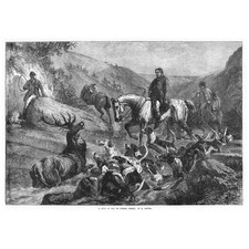 DEVON Stag at Bay on Exmoor
