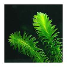 Elodea Densa 1 - 125 loose - Tropical Water Live Aquarium Plants