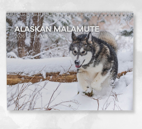 Alaskan malamute calendar - alaskan,