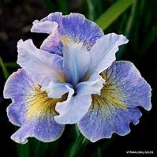 Siberian iris reel cute - iris,