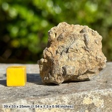 Crinoid head (platycrinites