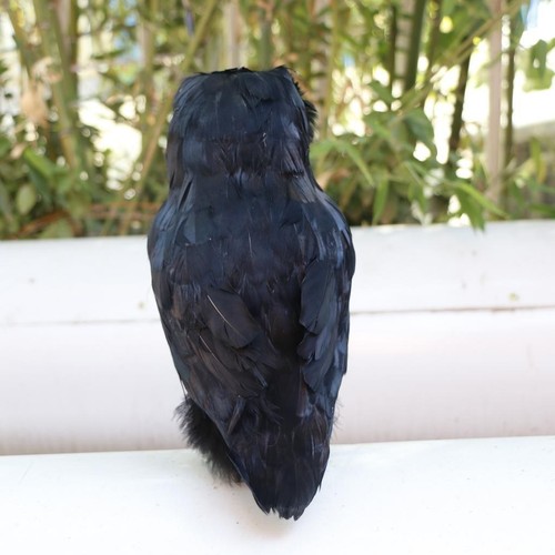 Artificial owl bird feather - owl,