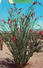 Monkey Tail Cactus Vintage