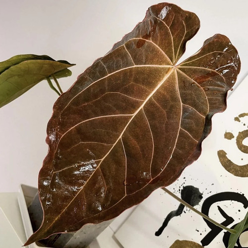 Anthurium ftg crystallinum x - (ftg,