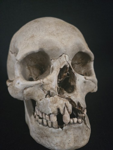 Realistic human skull - realistic, replica