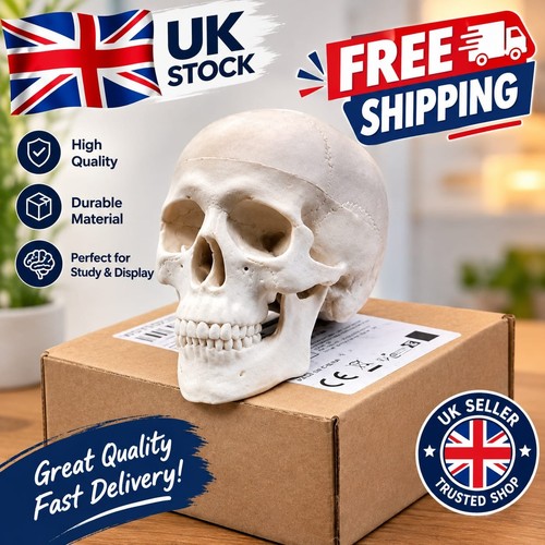 Human skull replica resin - skull,