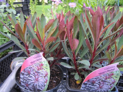 Euphorbia miners merlot hardy - euphorbia,