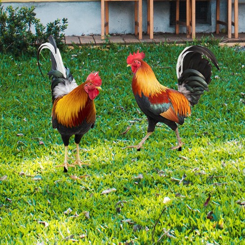 Rooster statue garden - statue,