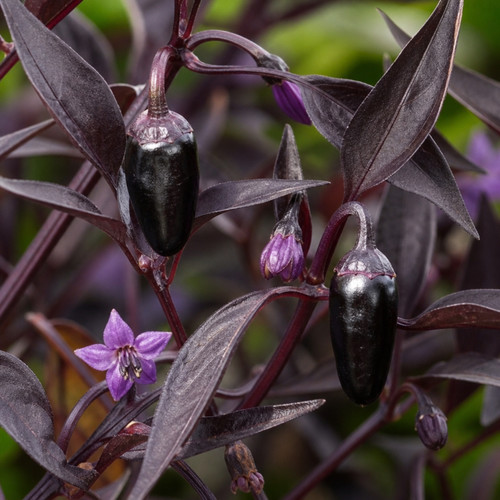 Zimbabwe black chilli - zimbabwe, pepper