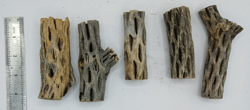 Cholla cactus wood - 5,