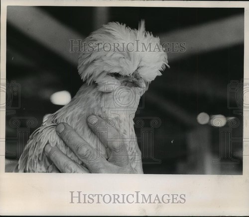 1966 press photo buff laced - buff,
