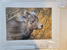 Carl Brenders Mountain Baby -