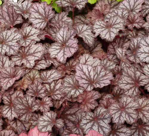 Heuchera coral bells - coral,