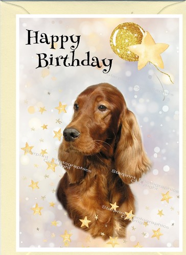 Irish red setter - irish,