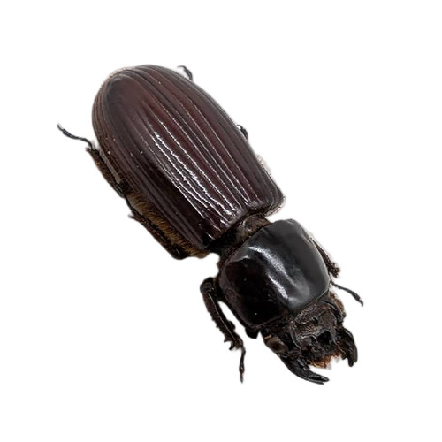 Beetle - , (aceraius