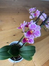 Phalaenopsis  orchid mini  in