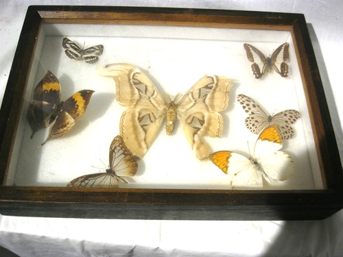 Mounted butterfly moth - mounted, butterfly/