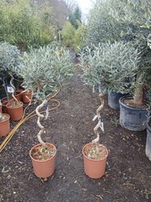 Twisted Olive Trees Pair 18L