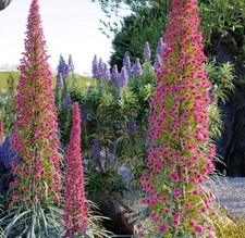 1x Large Echium Tower Plant