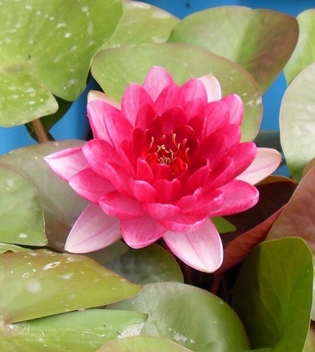 Perrys red dwarf small pond - dwarf,