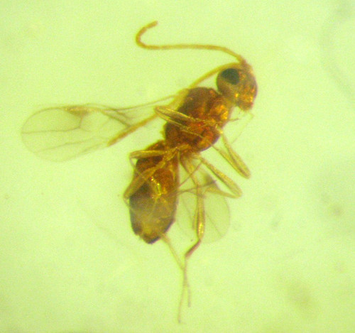 Pliocene amber kenya - pliocene,