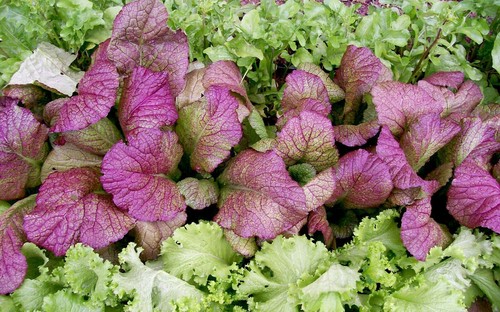 Giant red mustard - red, 1000