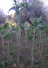 Cabbage-Collard Greens-300+