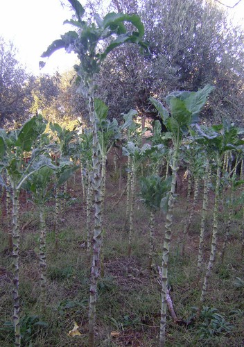 Cabbage collard greens 300 - cabbage-collard, greens-300+