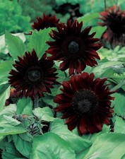 Sunflower Black Magic F1, Multi-Headed, Masses of Very Dark Flowers!  20 Seeds