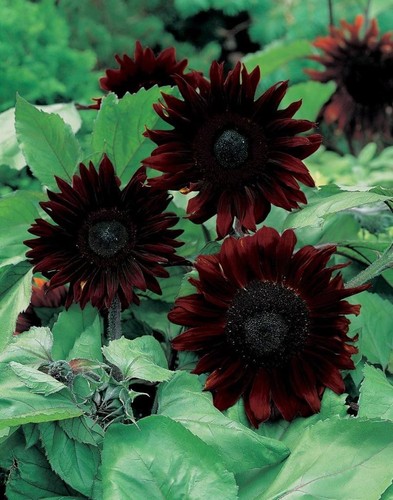 Sunflower black magic - sunflower,