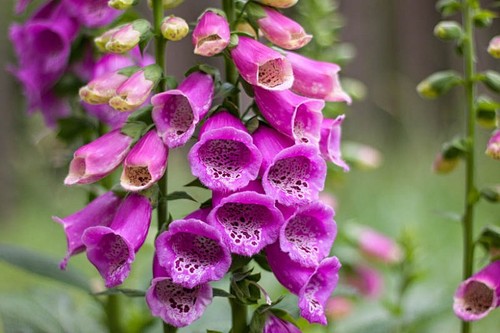 Digitalis purpurea foxglove - purpurea,