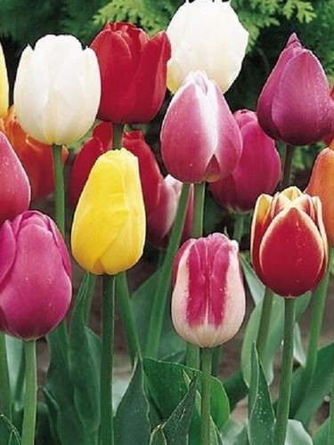 Triumph tulip mixed - triumph,
