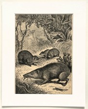 TENREC Animal Print - c.1880 Mounted Antique B&W Engraving