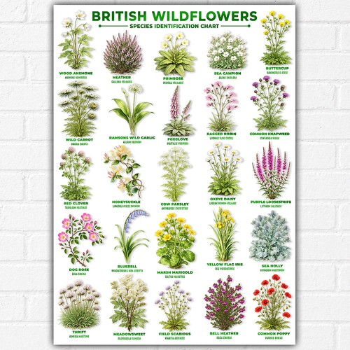 British wildflowers - british,