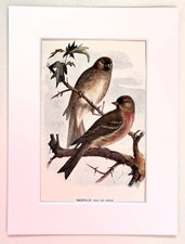 REDPOLL - Mounted Antique