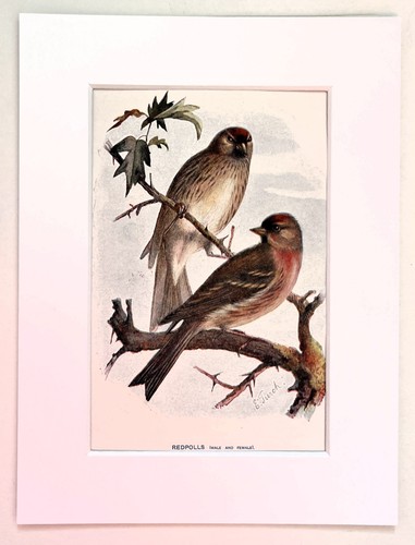 Redpoll mounted antique - redpoll,