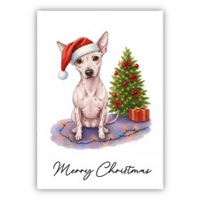 American hairless terrier - american,