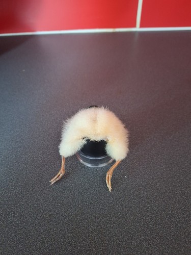 Taxidermy chick butt stuck - taxidermy, in
