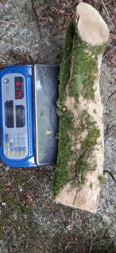 Boxwood log for - log, woodturning
