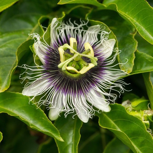 Passiflora edulis frederick - passiflora,