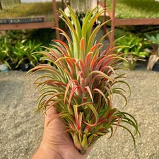 Ionantha 'Curly Giant' Air