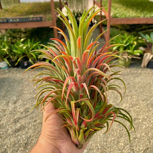 Ionantha curly giant - ionantha, giant'