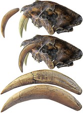 A pair of canines (teeth) of saber- toothed tiger  - a resin copy of original